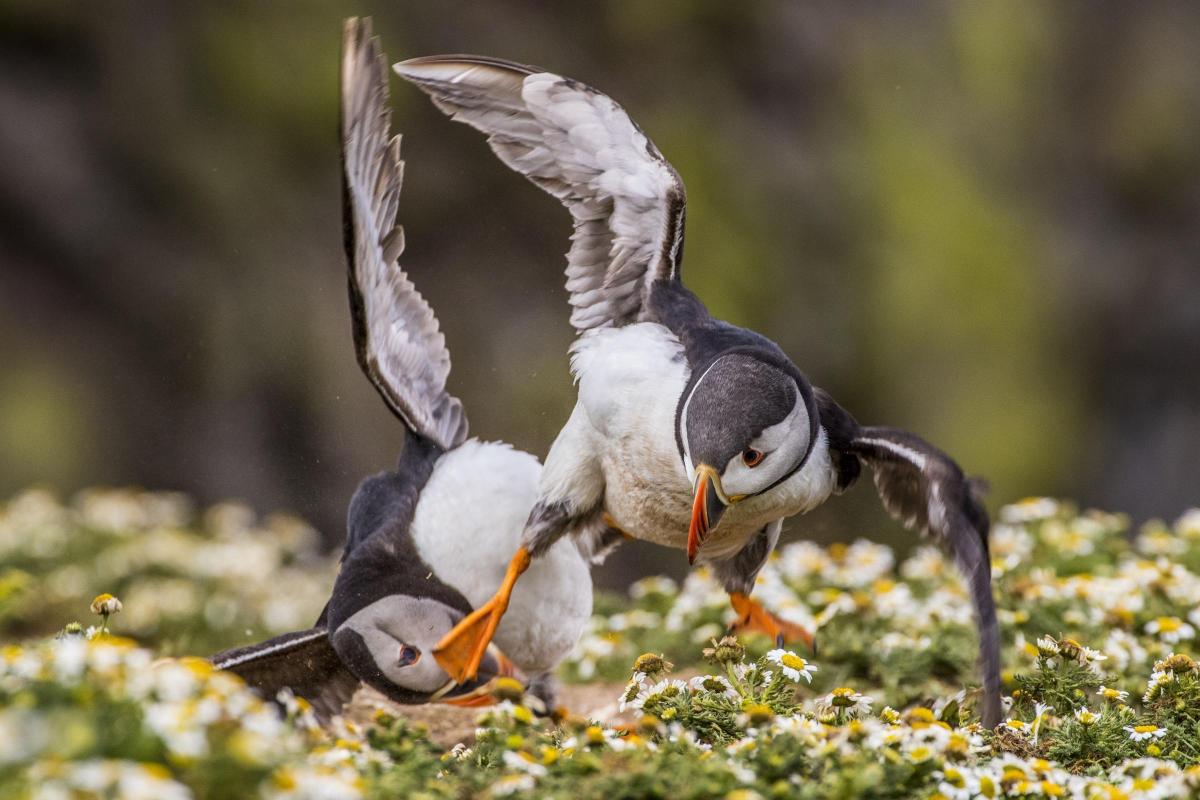 'Kung Fu Puffin' taken by Rebecca Bunce, the winning photograph in the 12-18 Years category