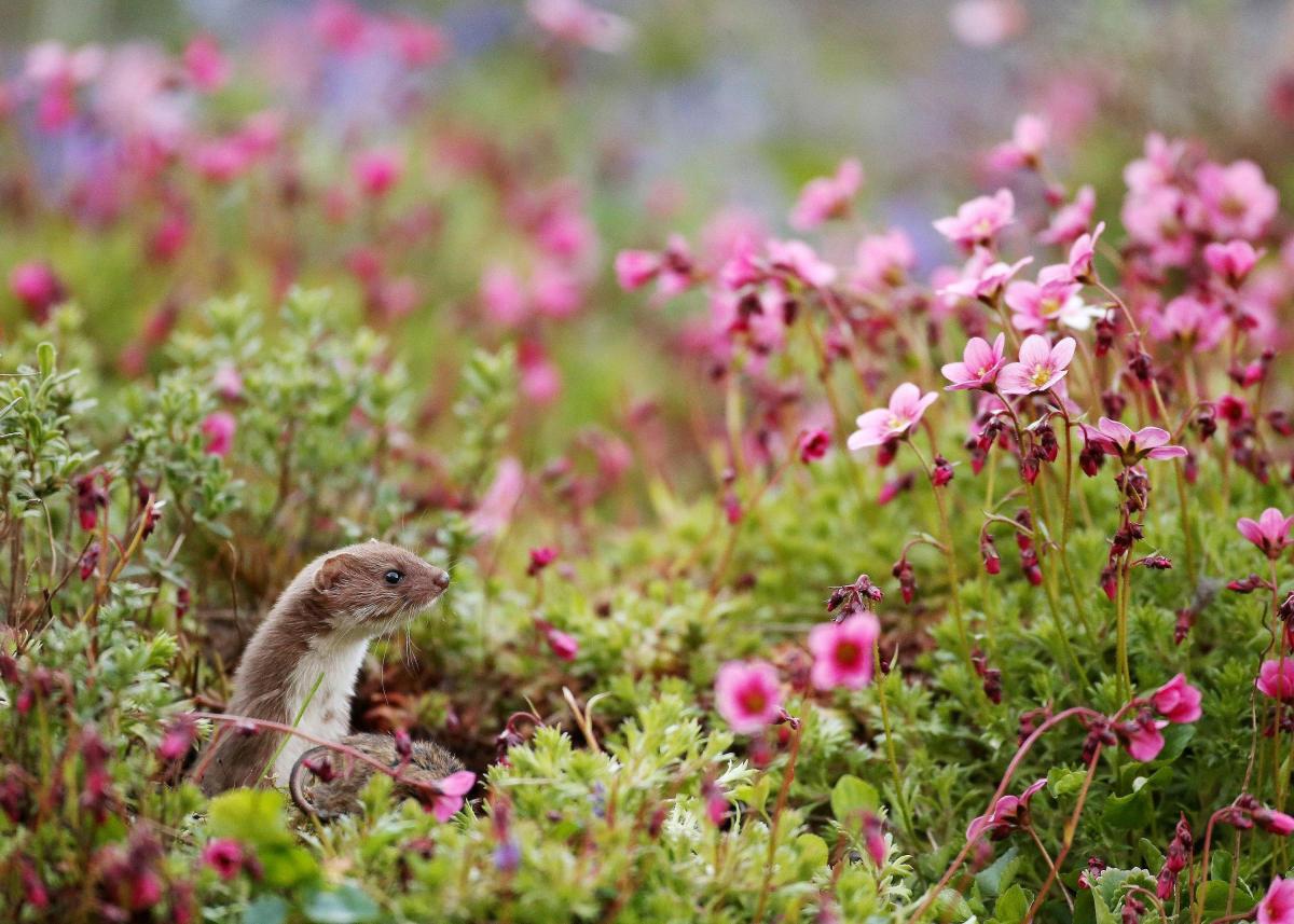 'Common Weasel' taken by Robert E Fuller, the winning photograph in the British Seasons (Spring) category
