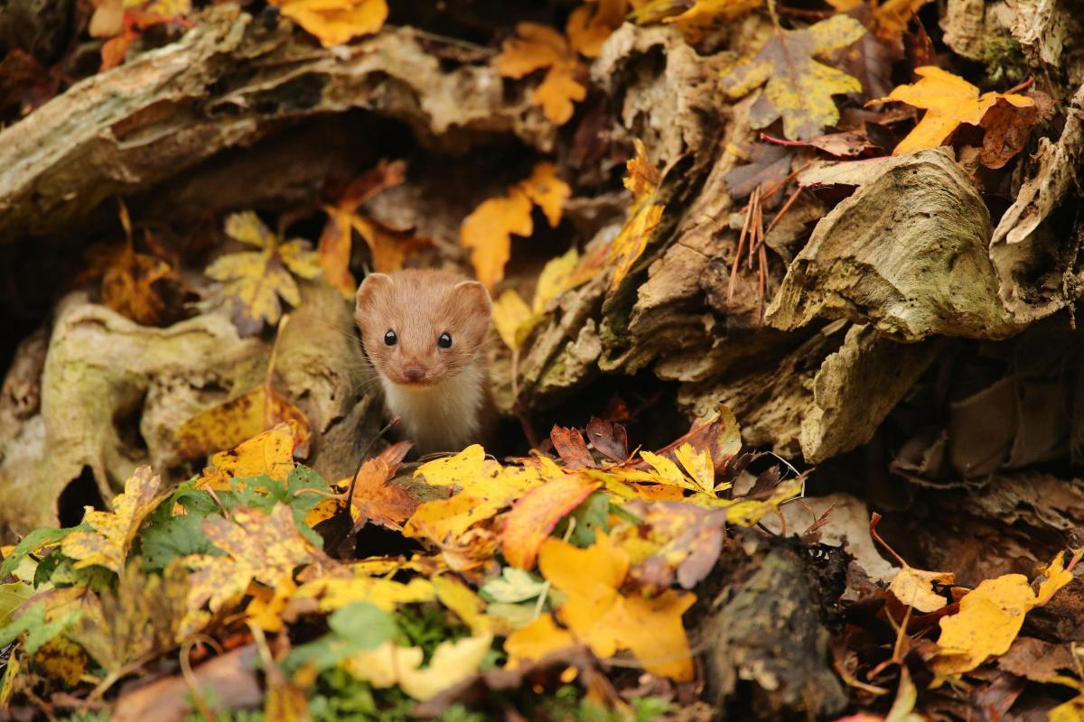'Common Weasel' taken by Robert E Fuller, the winning photograph in the British Seasons (Autumn) category
