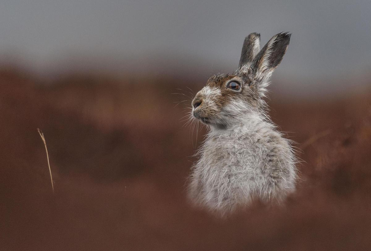 'Contemplation' (a Mountain hare) taken by Jamie Mina, the winning photograph in the Animal Portraits category