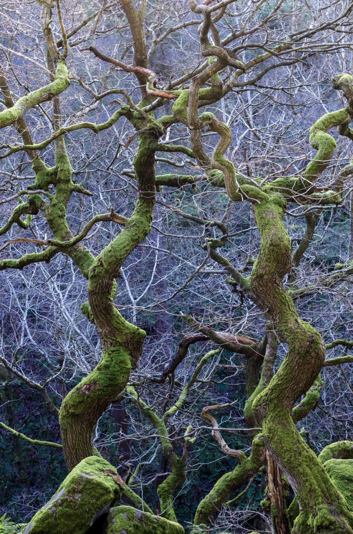 'Twisted Green' (a pedunculate oak) taken by Steve Palmer, the winning photograph in the Wild Woods category