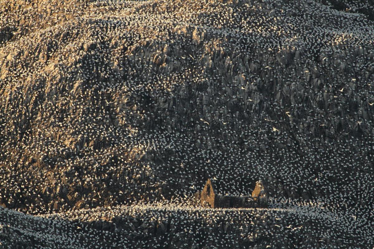 'Living Space' (Gannets on Bass Rock) taken by Charles Everitt, the winning photograph in the Habitat category