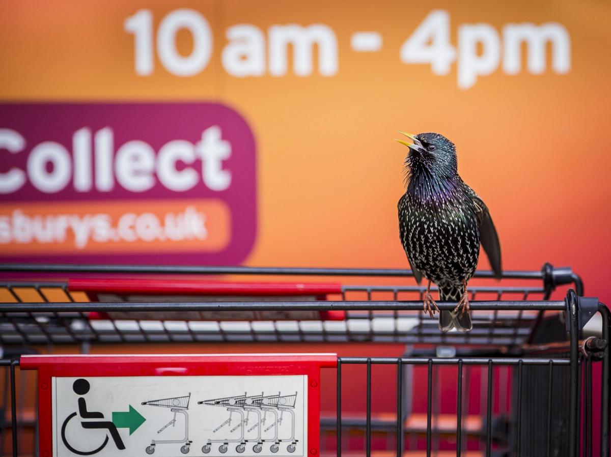 'The Supermarket Starling' taken by Geoff Trevarthen, the winning photograph in the Urban Wildlife category