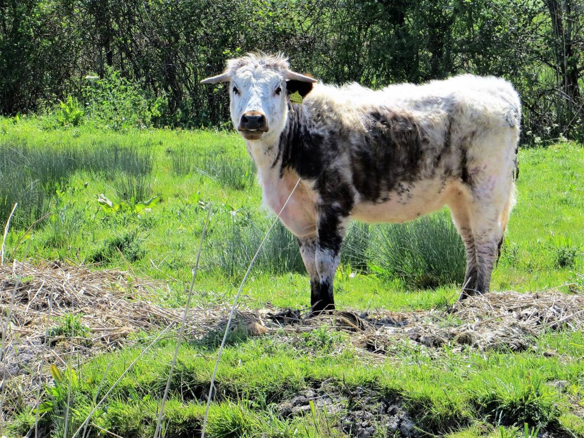 MOO-VE ON: Cow at Steart Marshes. PICTURE: Jeanette Street. PUBLISHED: May 4, 2017
