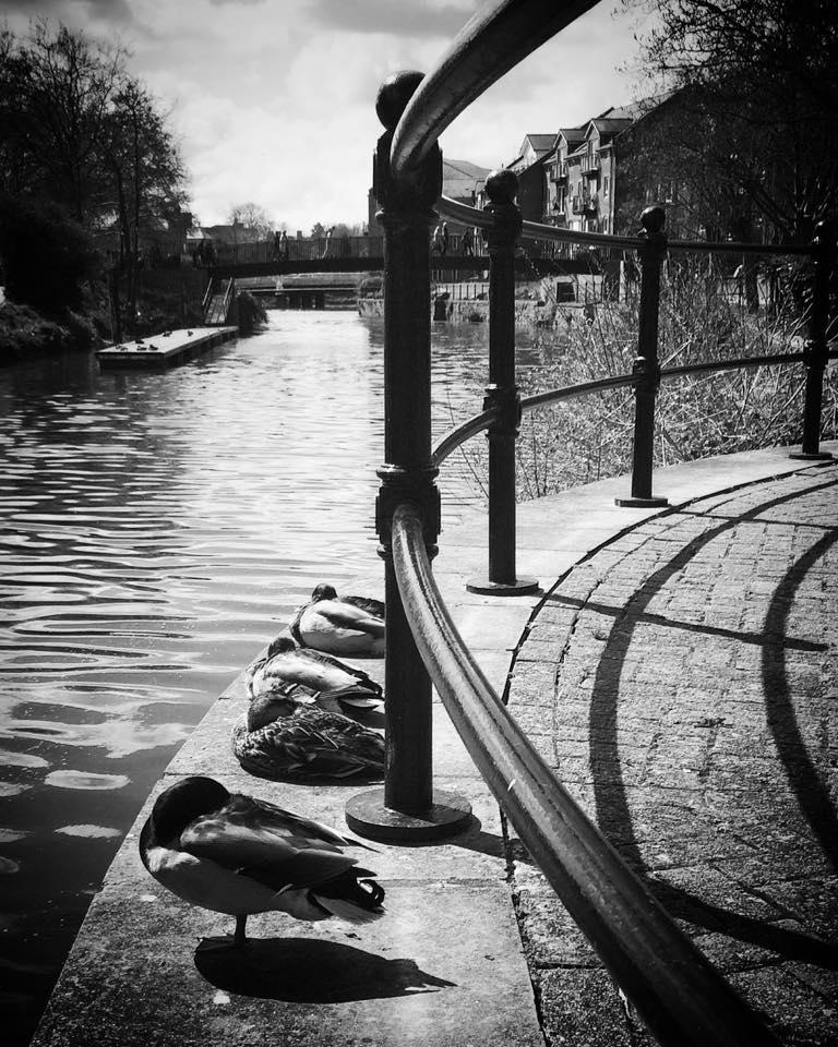 RELAXING: Ducks on the Tone in Taunton. PICTURE: Louise Snook. PUBLISHED: May 4, 2017