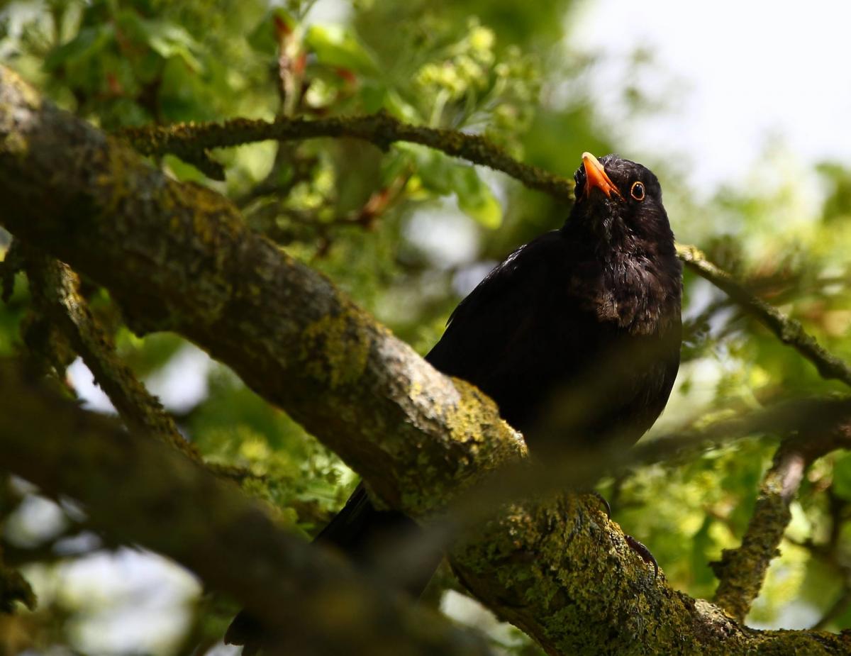 MORNING SONG: A blackbird at Ruishton. PICTURE: Philip Watson. PUBLISHED: May 4, 2017