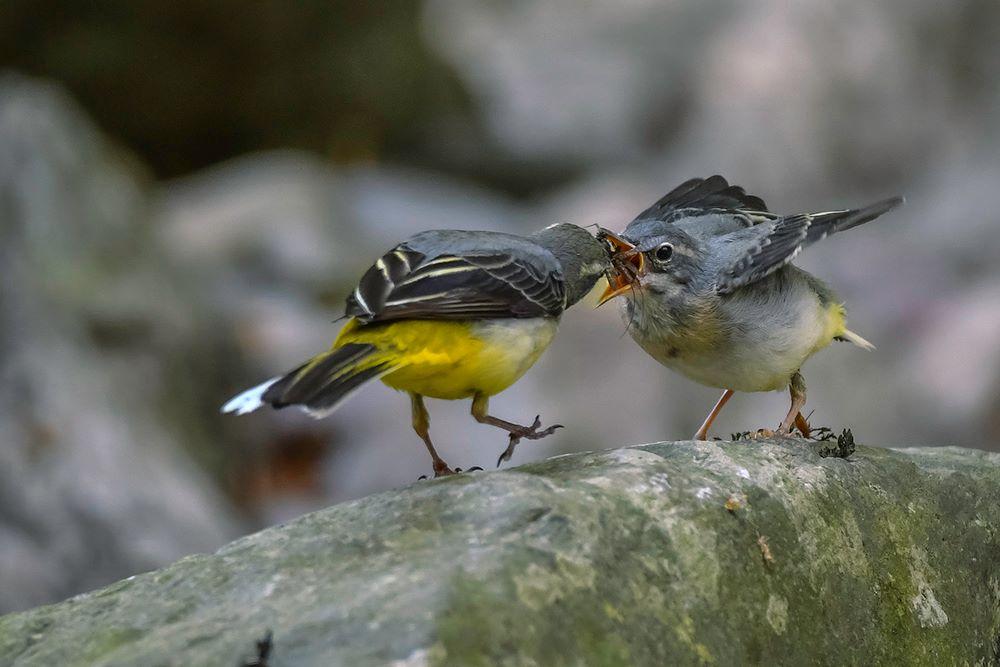 GRUB’S UP: Grey wagtails feeding. PICTURE: Robert Keith Guildford. PUBLISHED: May 11, 2017