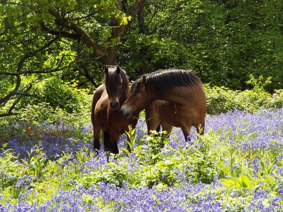 SNUGGLING UP: Horses in the bluebells. PICTURE: Angie Kinsey. PUBLISHED: May 18, 2017