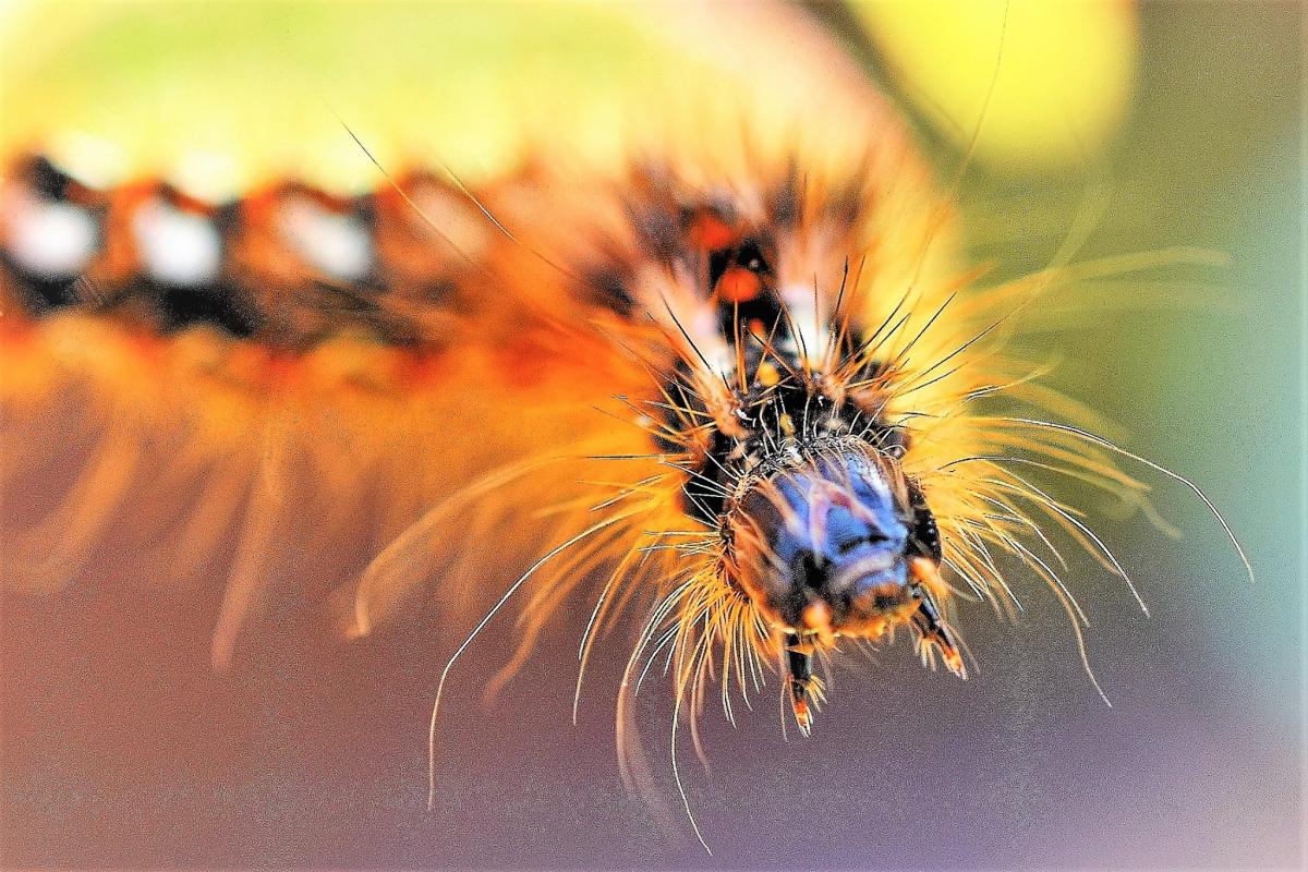 CRAWLER: A caterpillar makes its way. PICTURE: Andy Linthorne. PUBLISHED: May 18, 2017