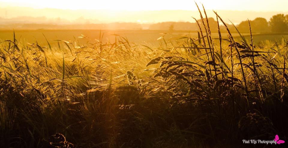 THROUGH THE GRASS: Sunrise in North Petherton. PICTURE: Katie Lou. PUBLISHED: June 1, 2017