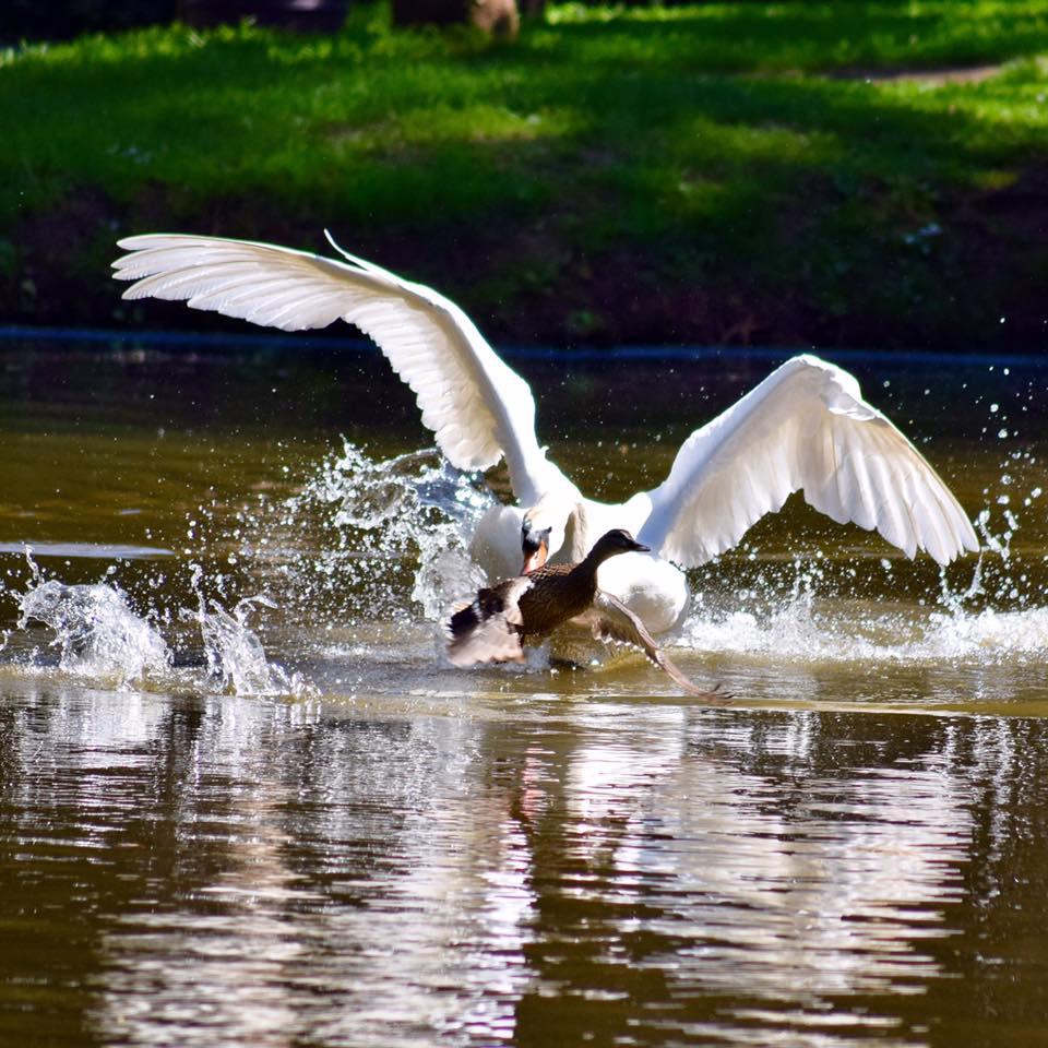 ACTION SHOT: A swan sees off a duck at Wellington Basins. PICTURE: Janet Powell. PUBLISHED: June 1, 2017