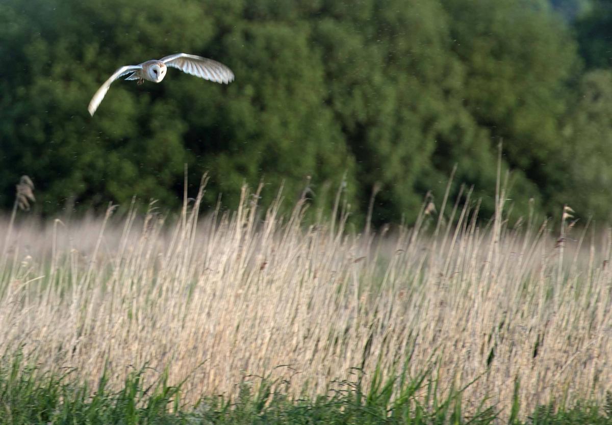 ON THE LOOKOUT: A barnowl hunting on the Levels. PICTURE: Nick Chant. PUBLISHED: June 1, 2017