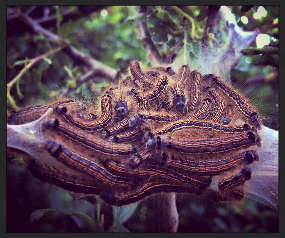 TANGLE: Lackey Moth caterpillars taken near Firepool. PICTURE: Louise Snook. PUBLISHED: June 1, 2017