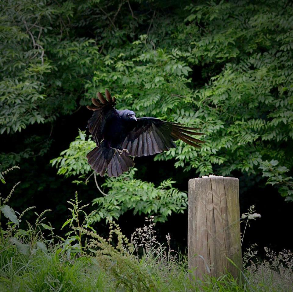 LANDING FOR LUNCH: At Seven Sisters car park on the Quantocks. PICTURE: Lock Darren. PUBLISHED: June 8, 2017