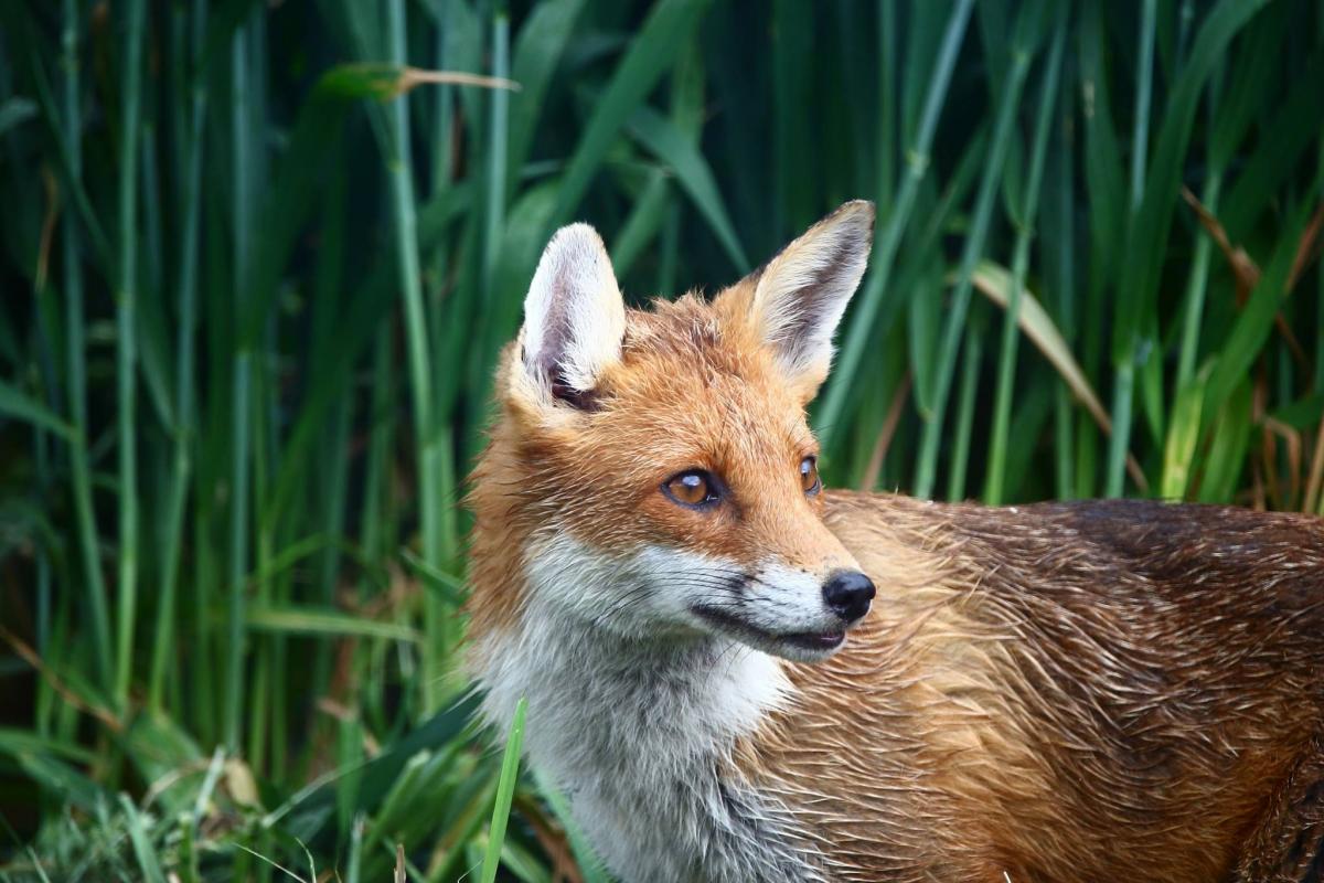 WHO’S THERE?: A fox near Ruishton. PICTURE: Philip Watson. PUBLISHED: June 8, 2017