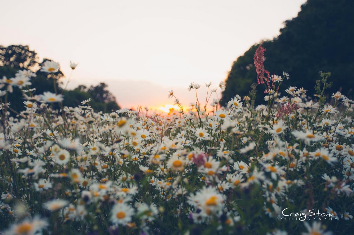 COLOUR AT SUNDOWN: Daisies in the Blackdowns. PICTURE: Craig Stone. PUBLISHED: June 15, 2017