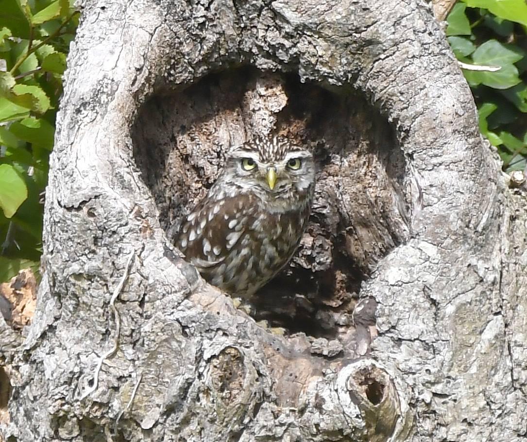 NATURAL CAMOUFLAGE: An owl peeps out at Bleadon. PICTURE: Carl Bovis. PUBLISHED: June 15, 2017