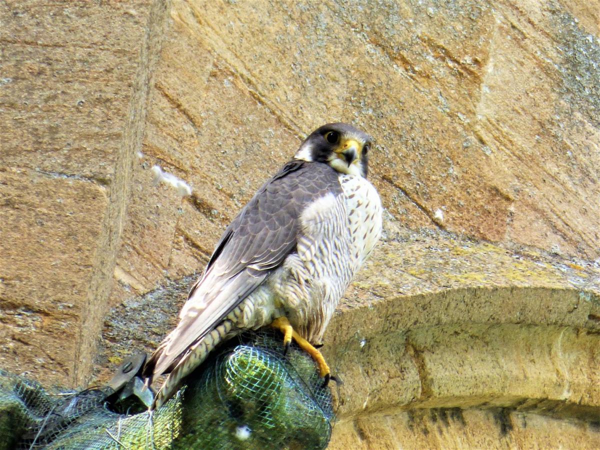 ATTRACTION: A peregrine at St Mary Magdalene. PICTURE: David E Weidmann. PUBLISHED: June 15, 2017
