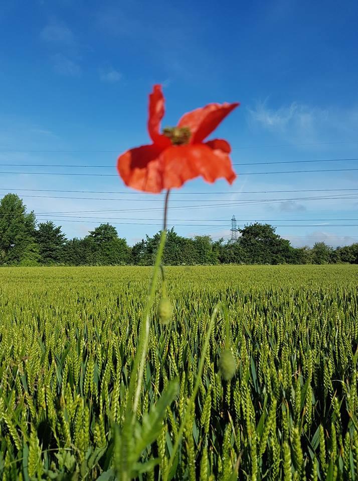 STANDING TALL: A lone poppy at Bradford on Tone. PICTURE: Jacqui Hall-Palmer. PUBLISHED: June 22, 2017
