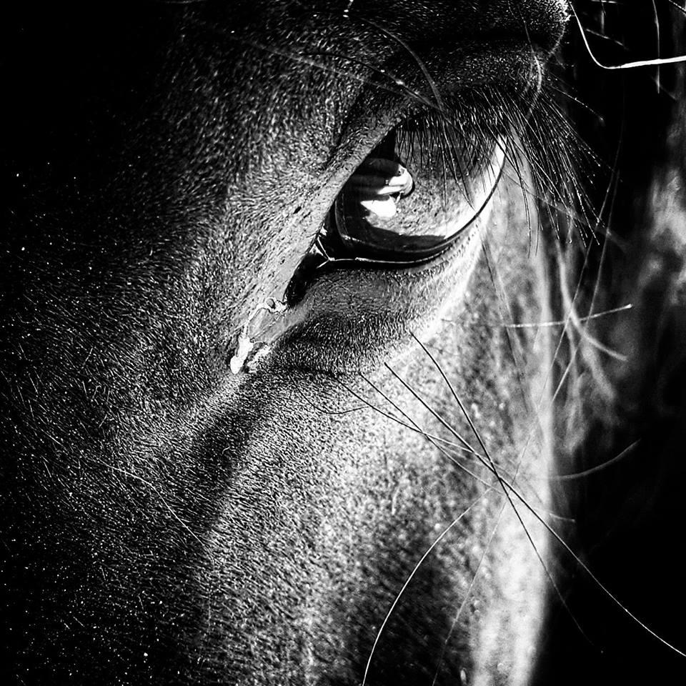 STARE: A Shetland pony. PICTURE: Charlotte McGlynn. PUBLISHED: June 22, 2017