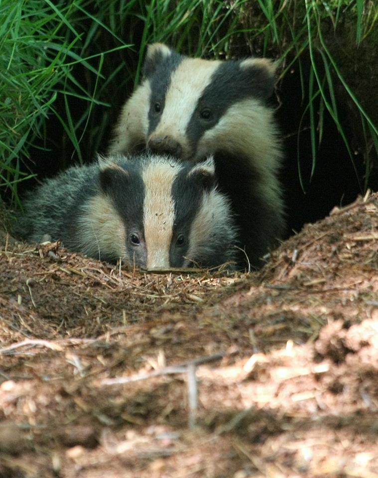 BURROWING: Badgers in tandem. PICTURE: Jeff Acreman. PUBLISHED: July 6, 2017