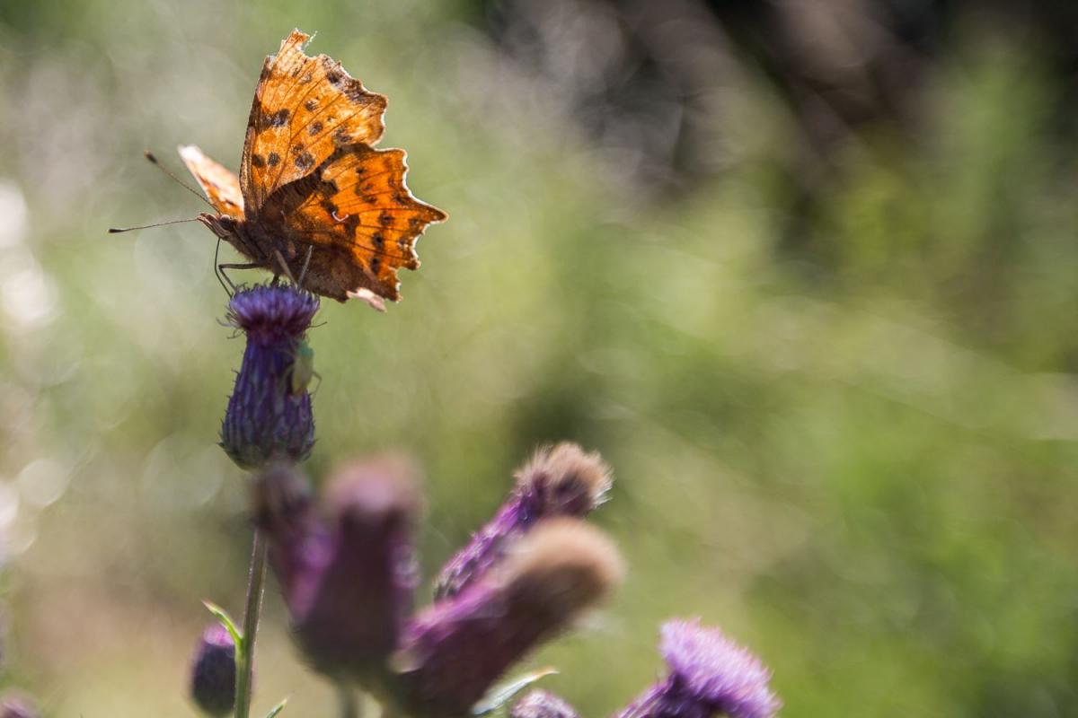 ELEGANT: Comma butterfly at Longrun Meadow. PICTURE: Craig Stone. PUBLISHED: July 13, 2017