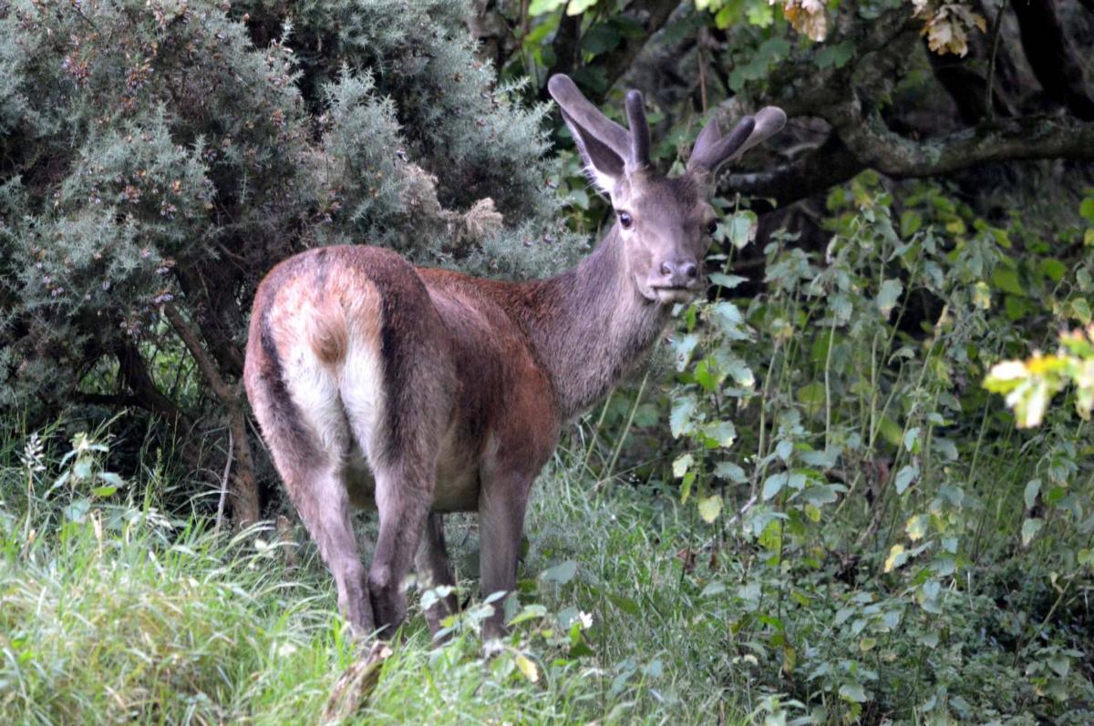 INQUISITIVE STARE: A red deer on Exmoor. PICTURE: Leanna Coles. PUBLISHED: July 13, 2017