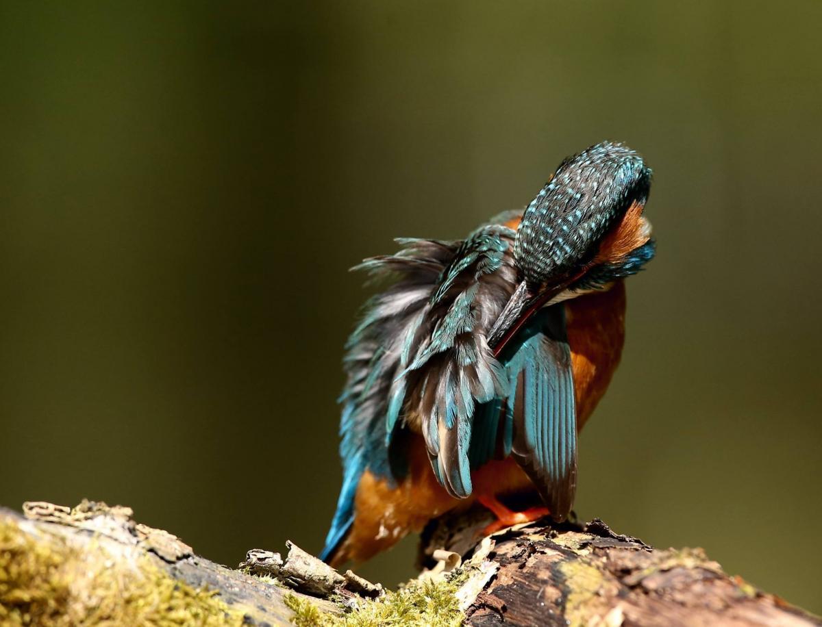 PREENING: A kingfisher caught on camera. PICTURE: Jeff Acreman. PUBLISHED: July 20, 2017.