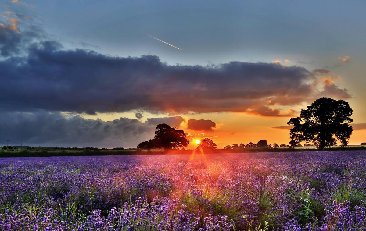Sunrise at a lavender farm near Frome, by Paul Silvers