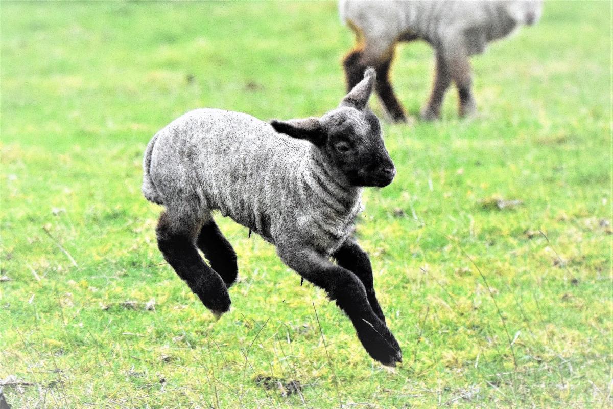 JOYS OF SUMMER: A leaping lamb. PICTURE: Andy Linthorne. PUBLISHED: July 20, 2017.