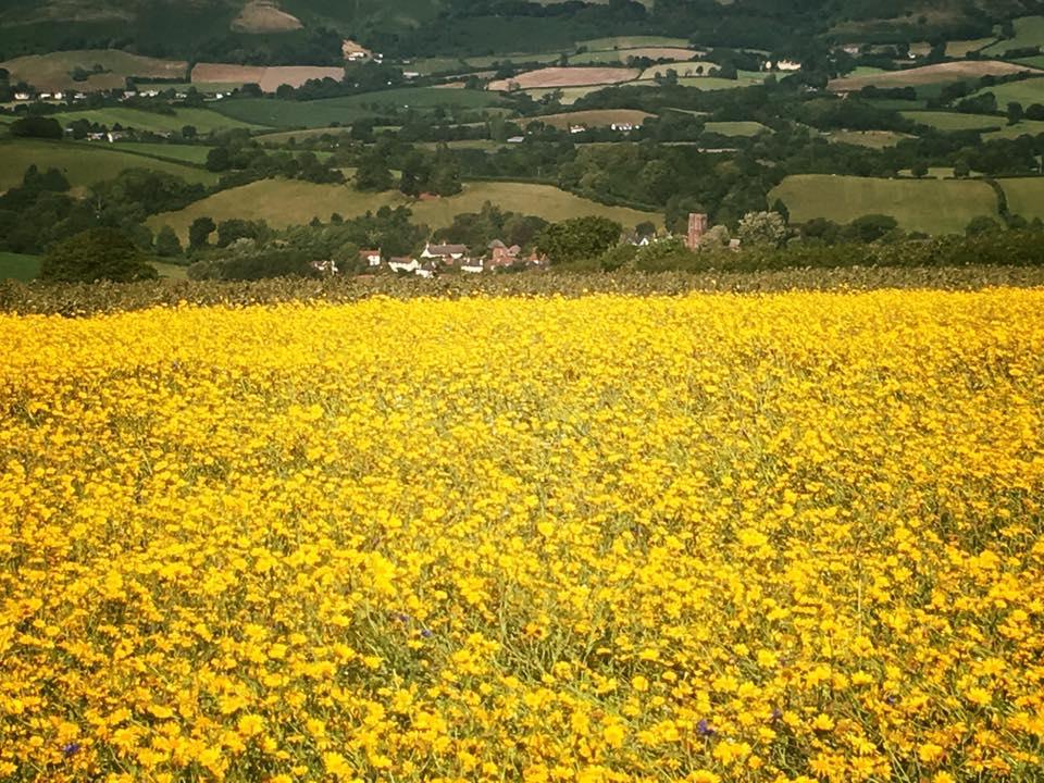 SEA OF YELLOW: At Stogumber. PICTURE: Gemma Rexworthy. PUBLISHED: July 27, 2017.