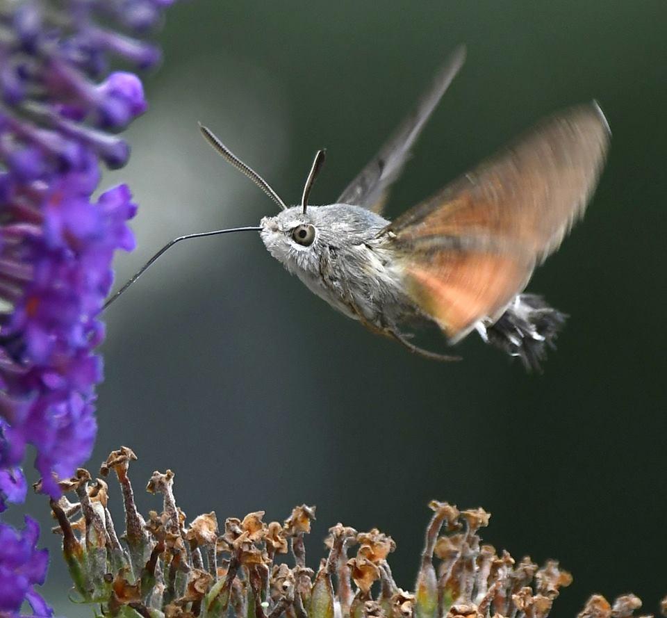 FLUTTER: A hummingbird hawkmoth. PICTURE: Carl Bovis. PUBLISHED: August 10, 2017.