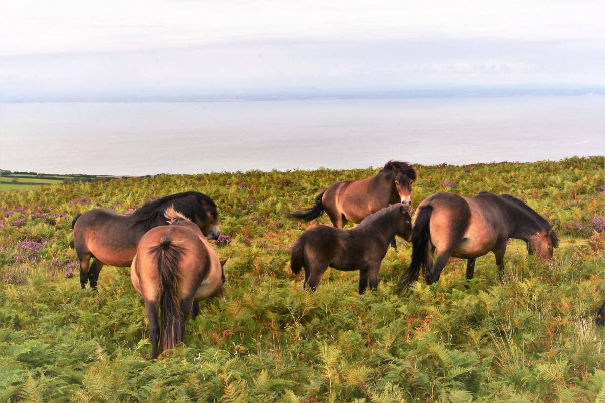 FAMILY TIME: Exmoor ponies. PICTURE: Andy Linthorne. PUBLISHED: August 10, 2017.