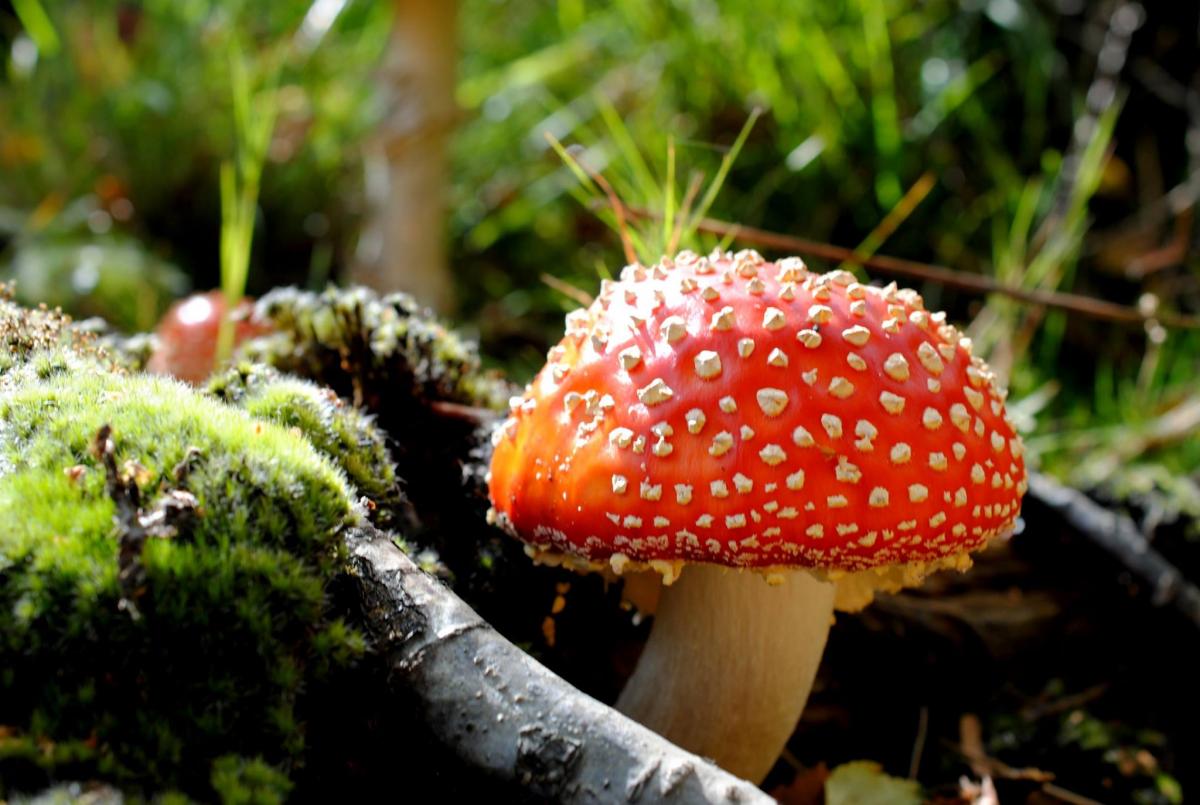 WONDERLAND: Fly Agaric Mount Fancy on the Blackdowns. PICTURE: Chris Beer.