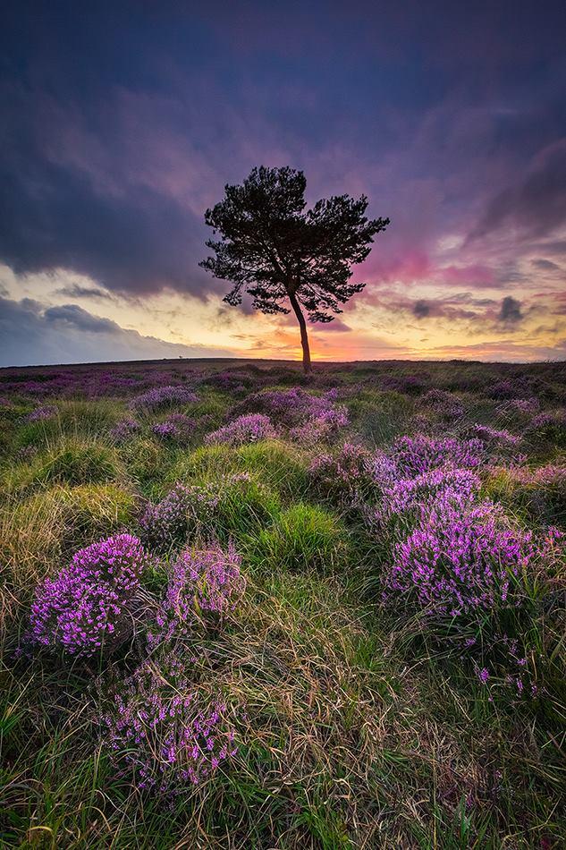 MAJESTIC: A tree stands tall at sunset on the Quantocks. PICTURE: Rich Wiltshire.