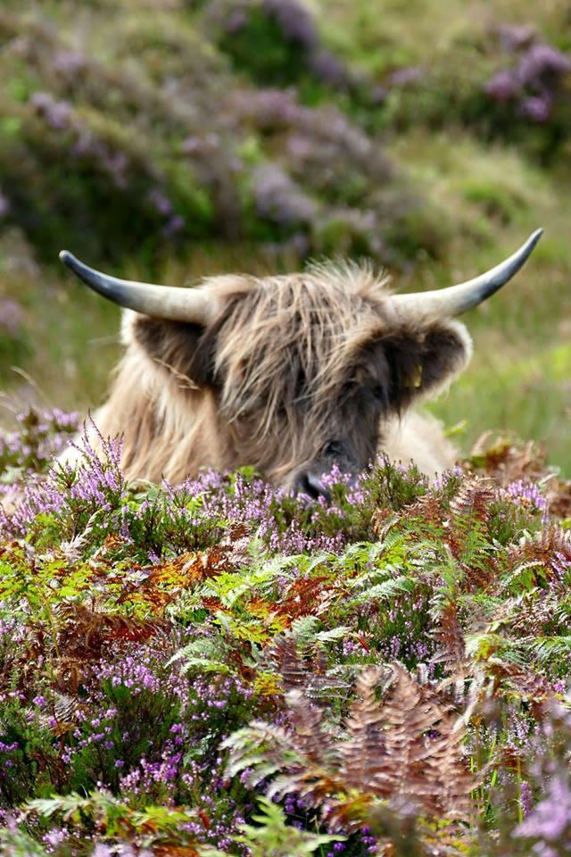 PEEPING: Eyeing up the photographer on Exmoor. PICTURE: Pauly Allen.