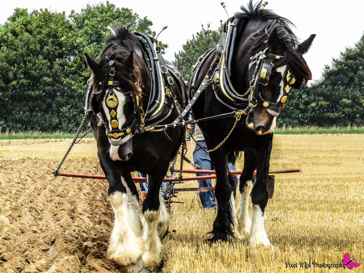 WORKING HARD: Shire Horses at the Yesterdays Farming show at Dillington Park. PICTURE: Katie Lou.