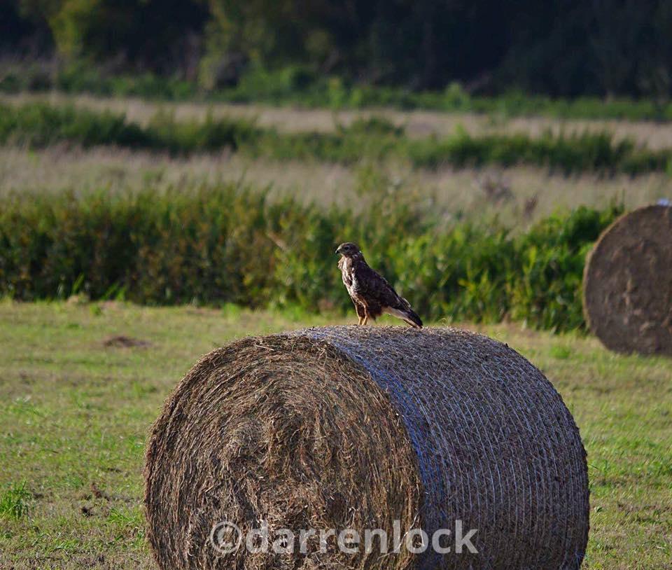 POSER: A buzzard near Catcott. PICTURE: Darren Lock.