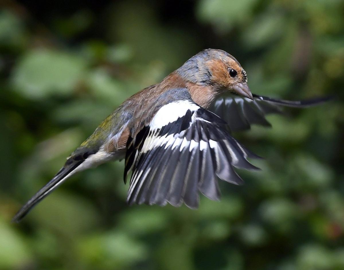 IN FLIGHT: Hovering Chaffinch at RSPB Ham Wall in Somerset. PICTURE: Carl Bovis. PUBLISHED: September 14, 2017.