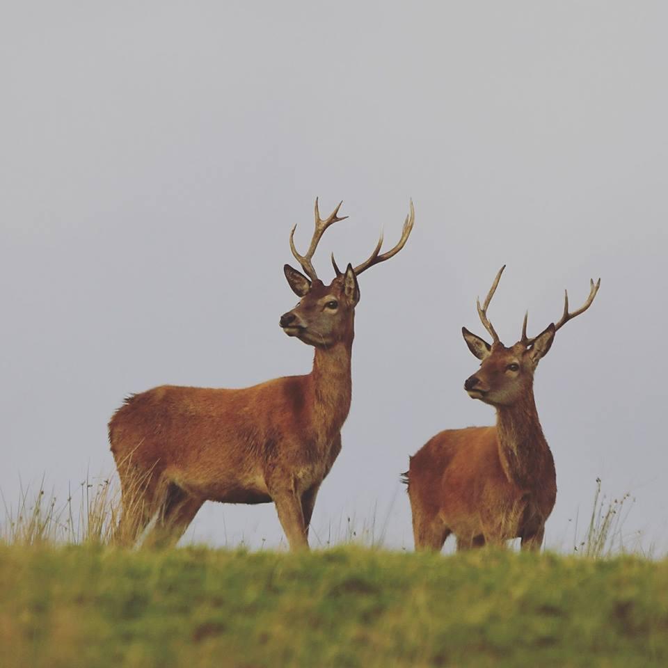 POISE: Stags on Exmoor. PICTURE: Rob Knight. PUBLISHED: September 21, 2017.