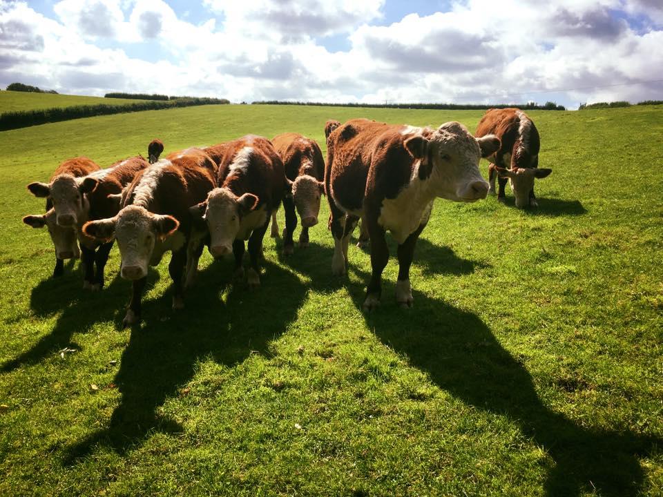 GREETING: Cows in West Somerset. PICTURE: Gemma Rexworthy. PUBLISHED: September 21, 2017.
