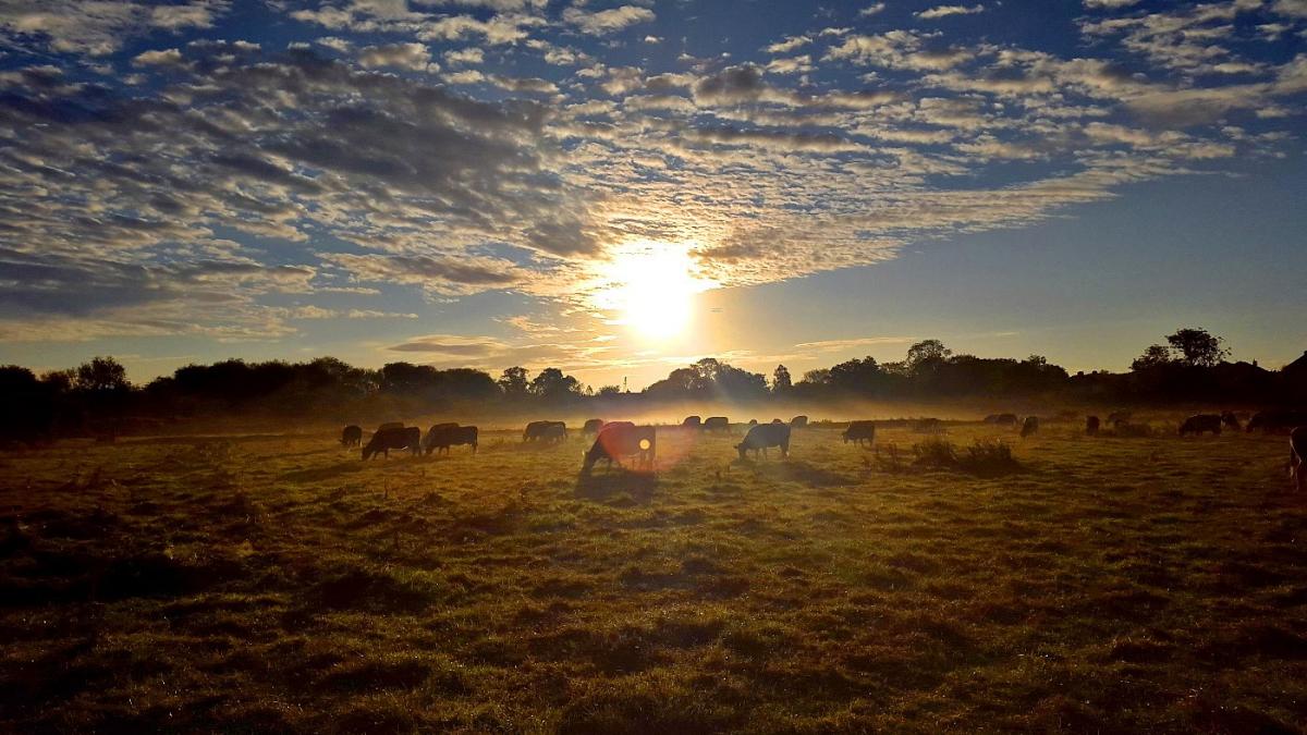 MORNING: Cows in the mist. PICTURE: Graeme Neal. Published: October 5, 2017
