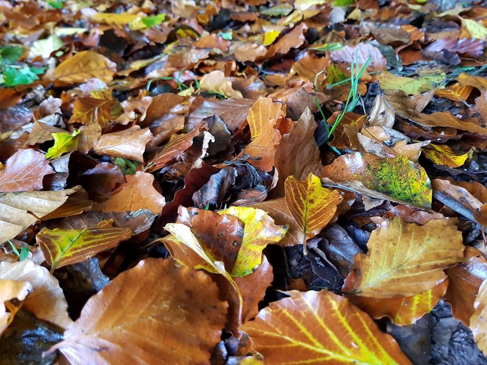 FALLEN: Leaves at Cothelstone Hill. PICTURE: Selina Guy. Published: October 5, 2017