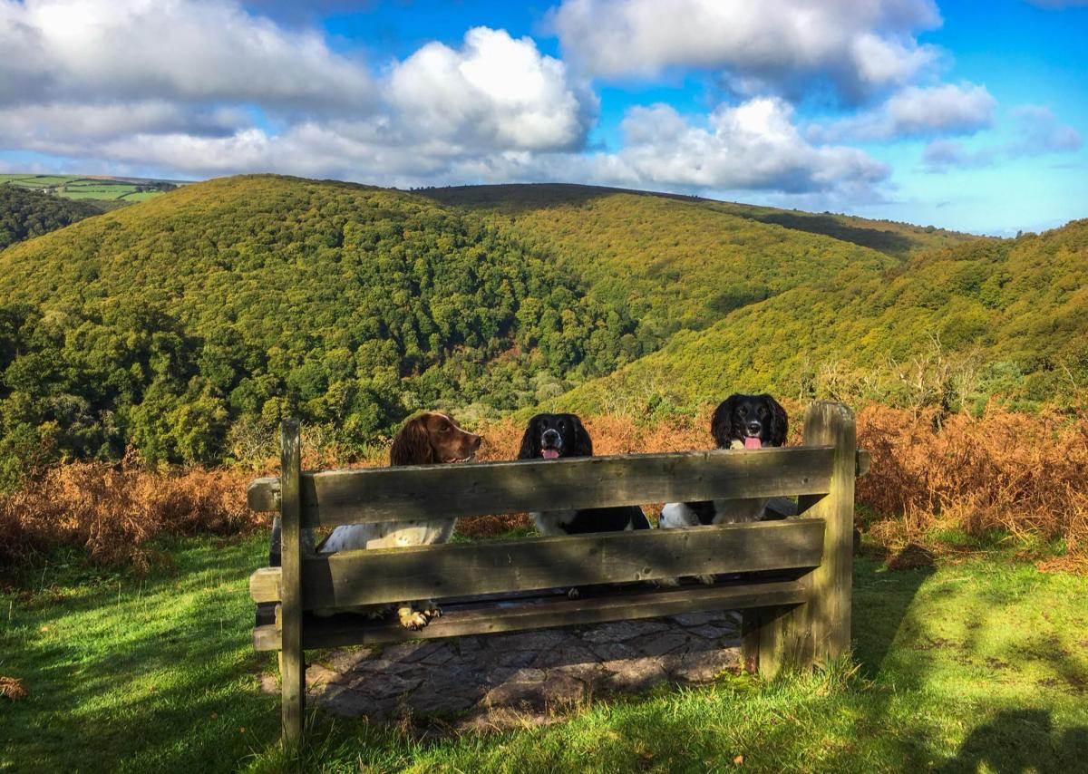 TAKING IN THE VIEW: Springers spaniels enjoying Exmoor views from Webber’s Post. PICTURE: Leanna Coles. Published: October 12, 2017