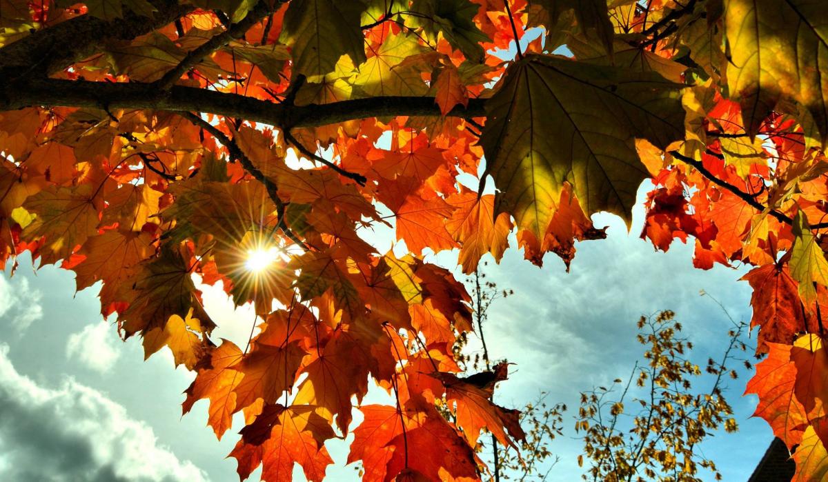 BREAKING THROUGH: Sunshine through the autumn leaves. PICTURE: Rose Sarah MacAuslan. Published: October 12, 2017