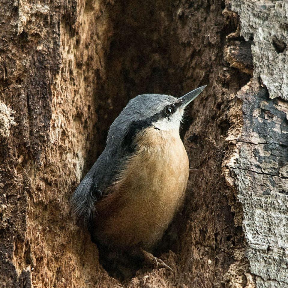 NUTHATCH: In the Quantocks. PICTURE: Rob Knight. PUBLISHED: October 19, 2017