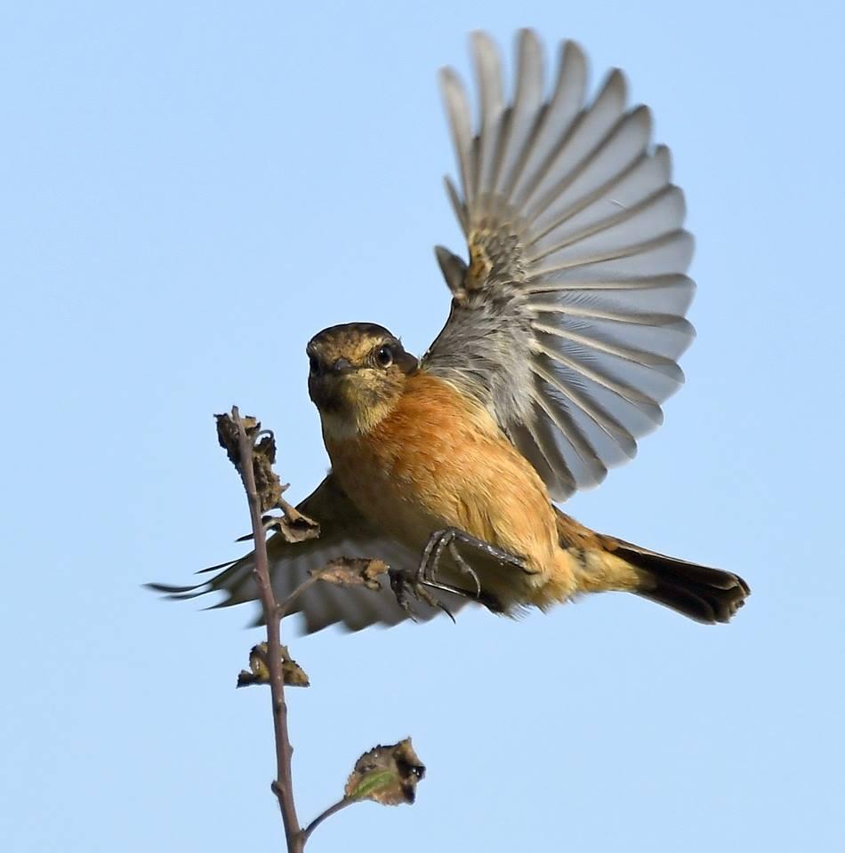 A stonechat at Steart Marshes by Carl Bovis. PUBLISHED: November 2, 2017
