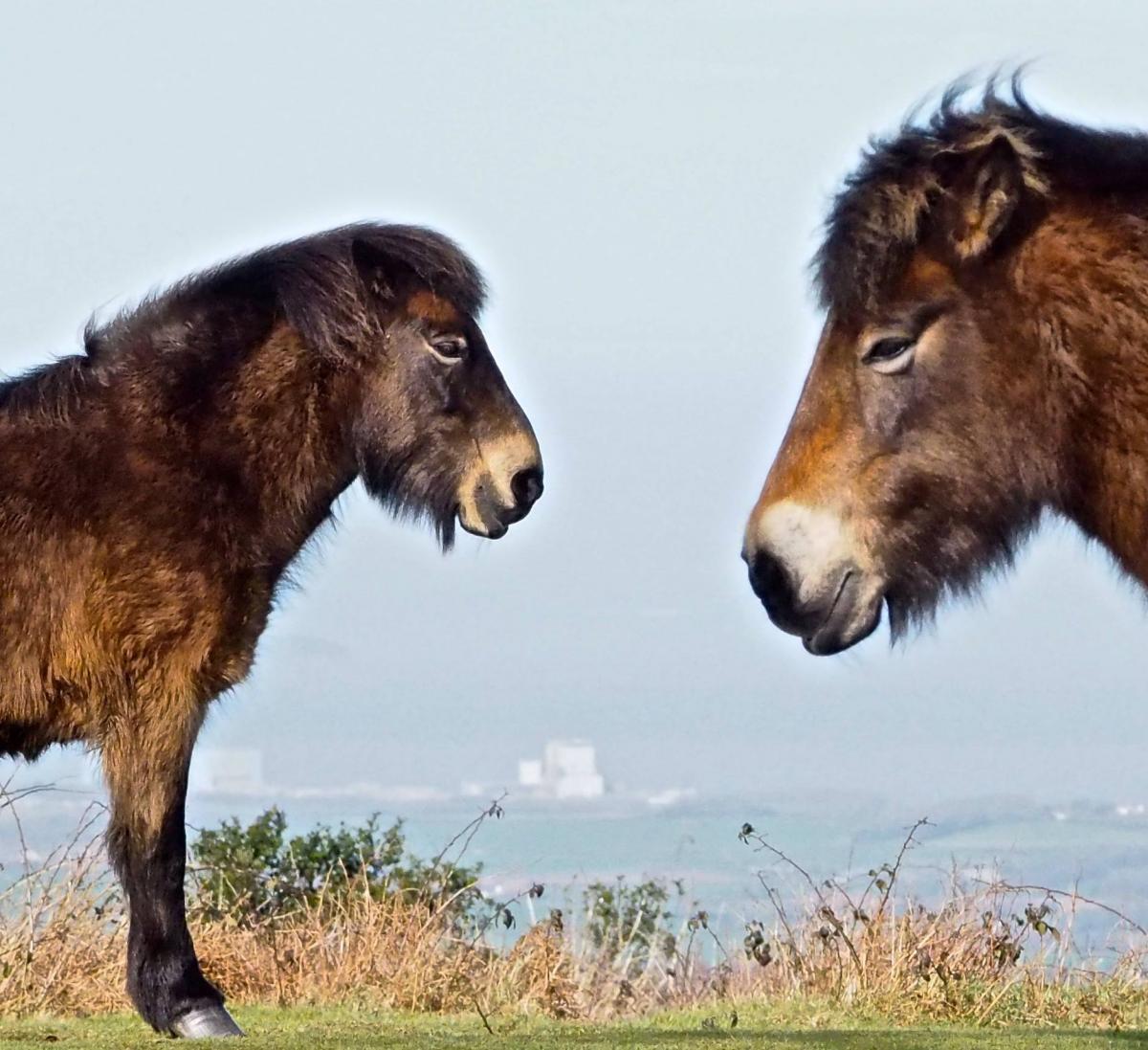 FRIENDS: Ponies on Cothelstone Hill PICTURE: Mary Chaloner. PUBLISHED: November 2, 2017