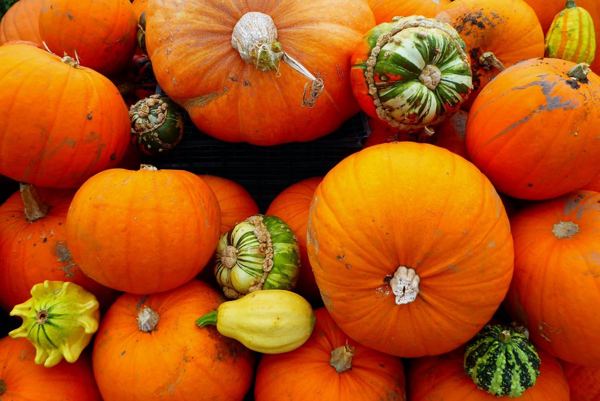 TIME FOR A KNIFE: Pumpkins ready for the big day PICTURE: Dawn Mahoney. PUBLISHED: November 2, 2017