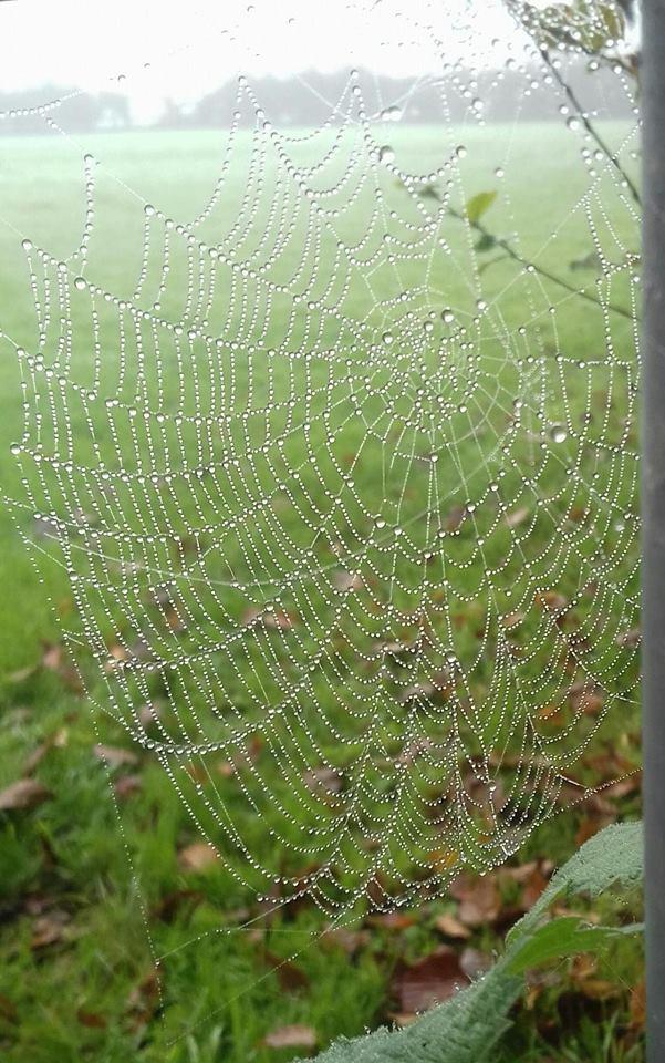 DEW: A spiders web hangs on to droplets in Axbridge PICTURE: Tracey J Tucker. PUBLISHED: November 9, 2017